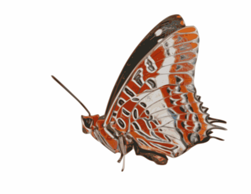 Charaxes brutus vlinder vectorafbeeldingen