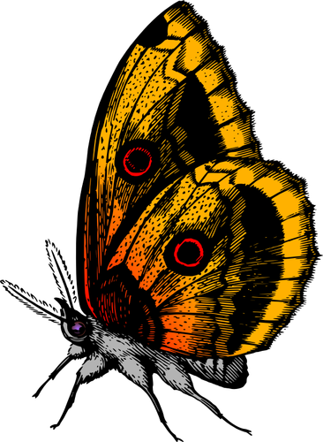 Butterfly i flammen farger