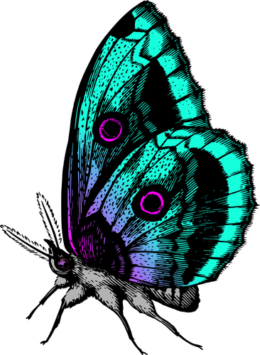 Motyl w wielu kolorach