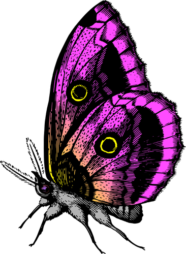 Farfalla a colori viola