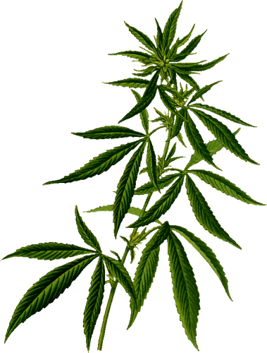 Kannabis siluetti
