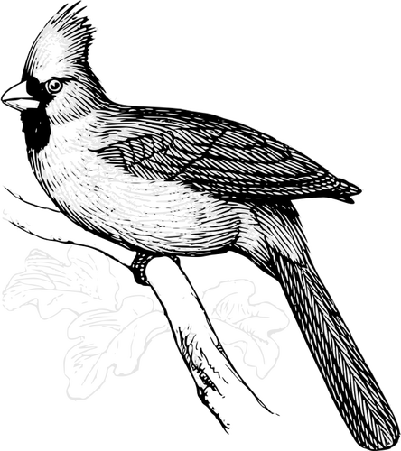 Grafika wektorowa kardynał ptak na gałęzi