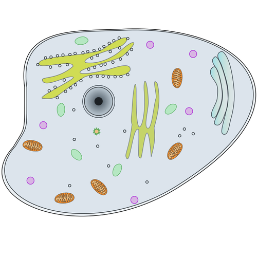 Ilustración de vector de célula animal