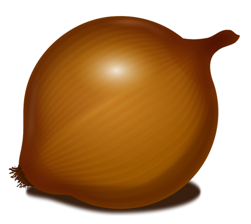 Cibule vektorový obrázek