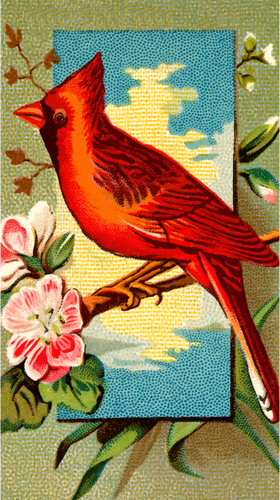红衣主教雀