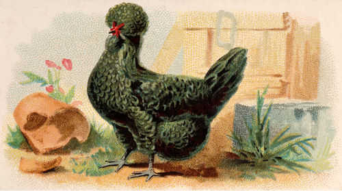Курица с зелеными перьями