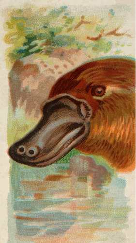 बतख - platypus बिल