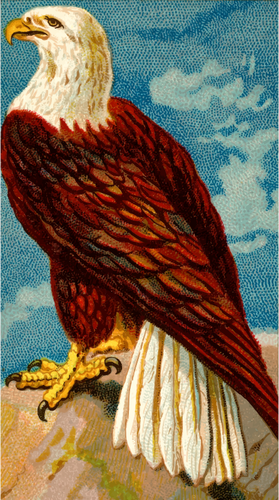 Eagle staande afbeelding