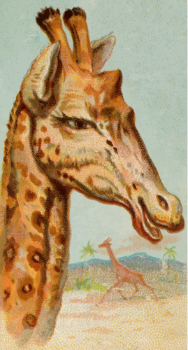 Žirafa ilustrace
