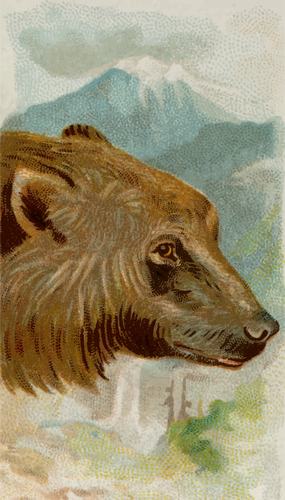 Beruang grizzly gambar