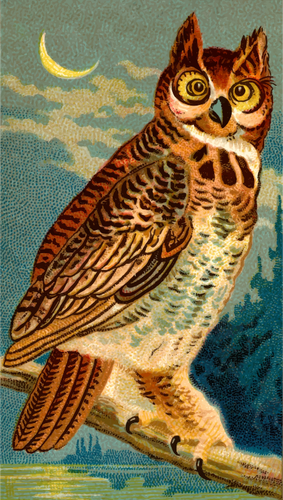 Coarne Owl
