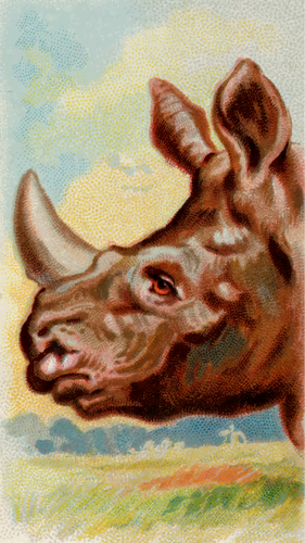 Индийский носорог изображение