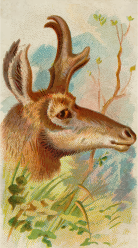 Prong-hoorn antelope