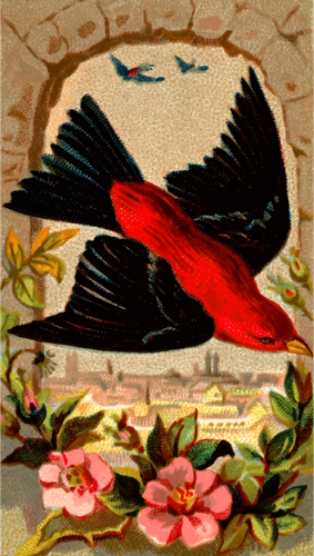 Scarlet Thraupidae