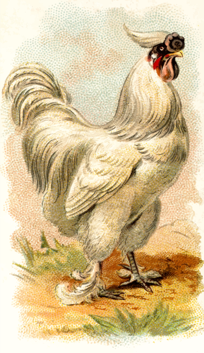Ayam putih vektor gambar