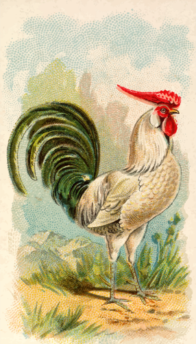 Ilustración de color de un pollo