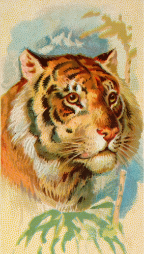 虎の頭のイメージ