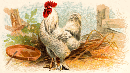 Ayam putih warna ilustrasi