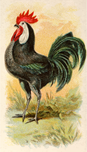 Schwarze spanische Huhn