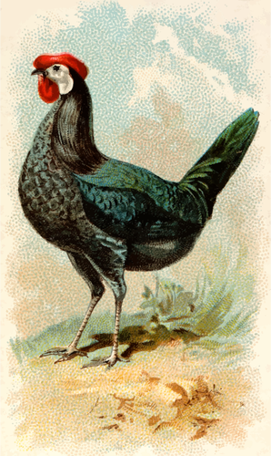 Schwarze spanische Henne