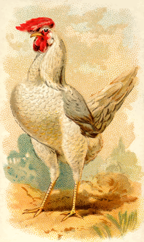 White Leghorn Hen