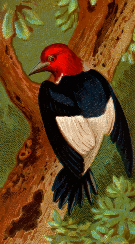 Ilustração do pica-pau