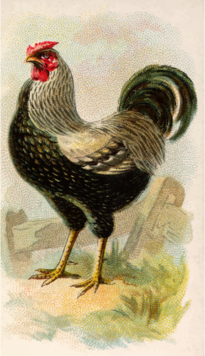 Ayam Wyandotte