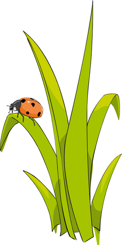 Ladybird på gräs