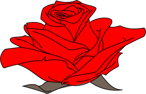 Kolorowe Rose