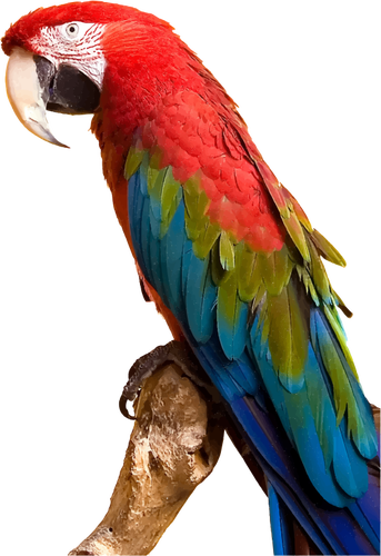 Renkli Amerika papağanı