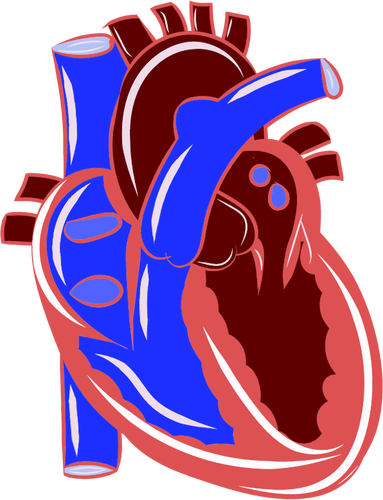 現実的な心臓の図