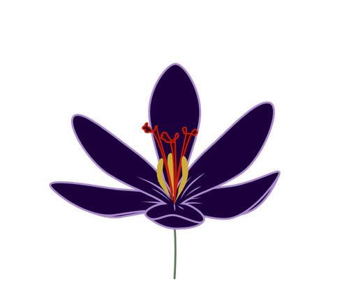 Krookuksen kukan vektorikuva