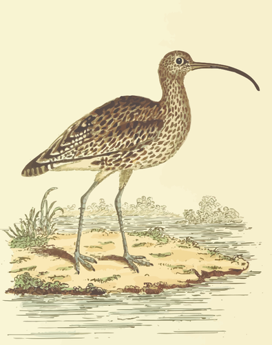 Curlew in a savannah vector illustration