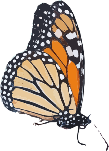 Colorida mariposa dibujo