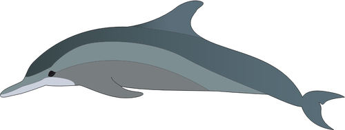 Delfiinin profiili