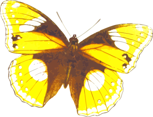 Żółtawy motyl