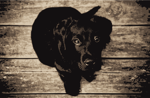 Labrador Retriever vector illustraties
