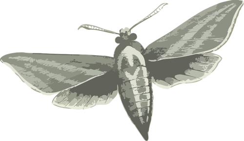 Elefante hawk moth