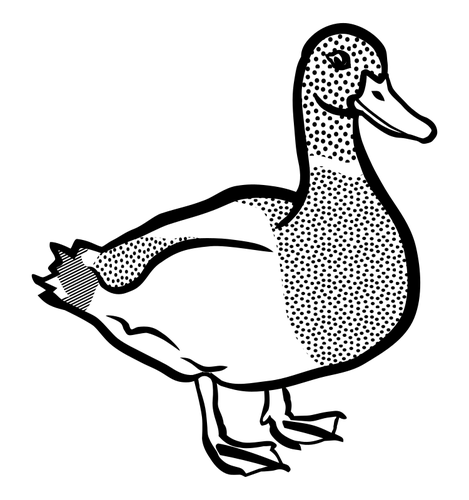 Schwarz und weiß-Ente