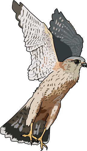 Merlin falcon vector illustrasjon