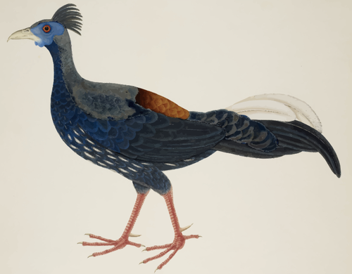 彩色绘图的长尾巴的大鸟