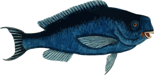 नीले parrotfish