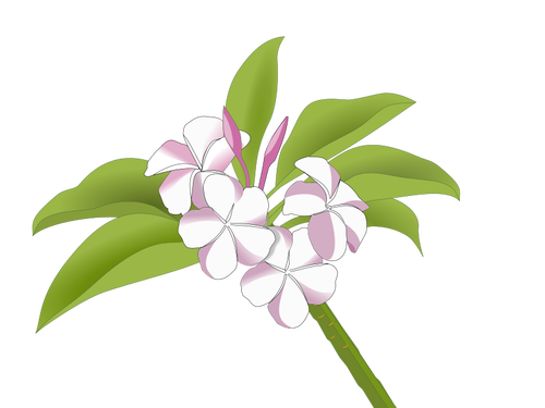 Fleurs hawaïennes