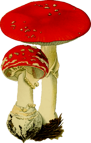 红蘑菇对