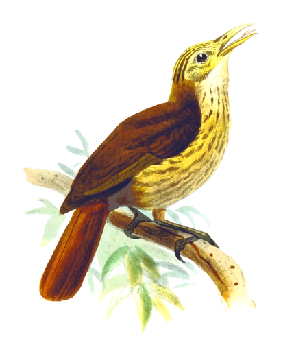 Friarbird 画像
