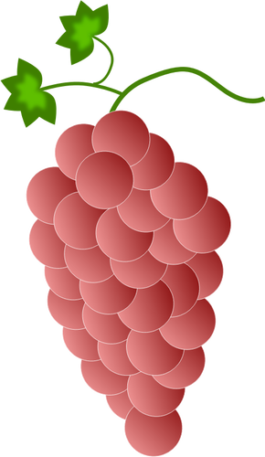 Uvas maduras