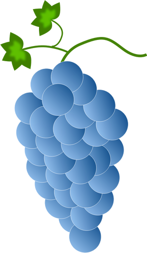 Siniset viinirypäleet