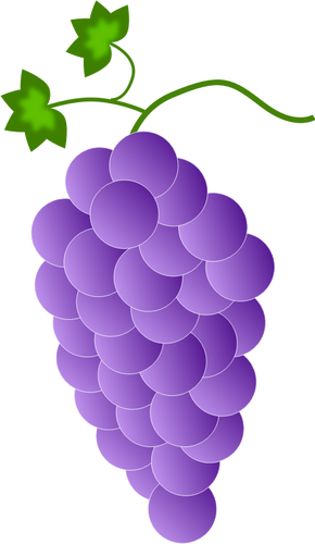 紫色のブドウ