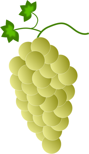 Żółty winogron