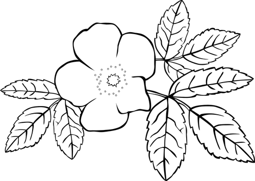 Gambar vektor garis seni mawar dalam hitam dan putih